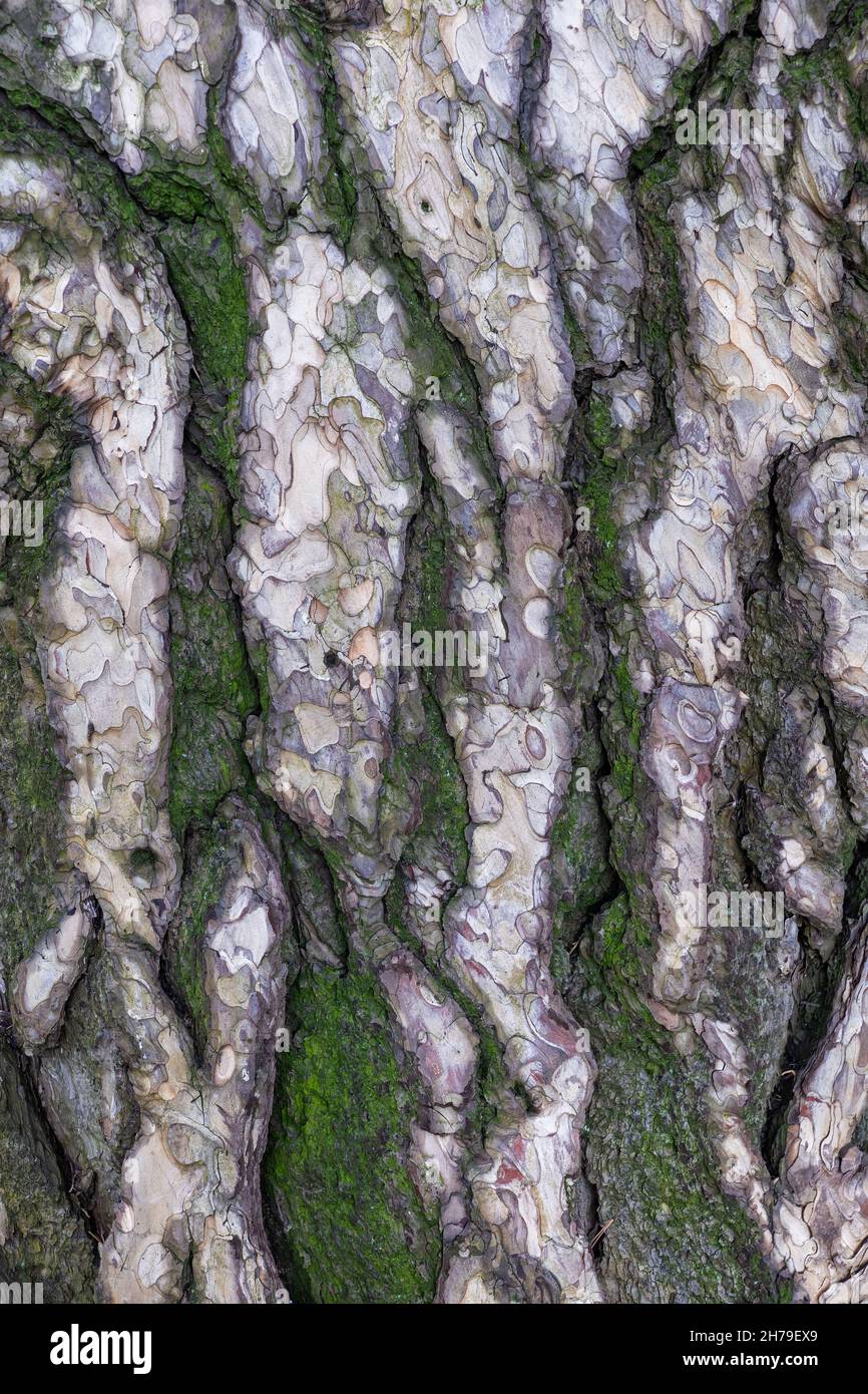 PIN noir (Pinus Nigra) arrière-plan de l'écorce, famille: Pinaceae. Banque D'Images