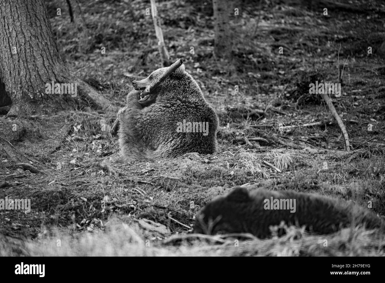 Ours brun jouant dans les bois avec un bâton de bois, ours ludique et moelleux. Banque D'Images