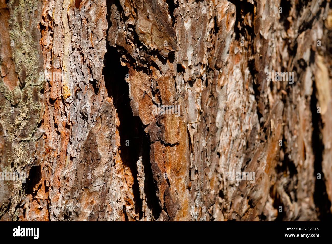 Le tronc de l'ancien pin est recouvert d'écorce. Banque D'Images