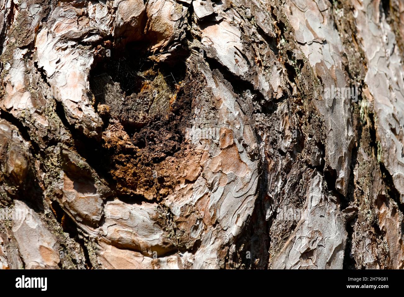 Écorce de pin, sur le tronc de l'arbre, à la place de la branche coupée, on voit une résine Banque D'Images