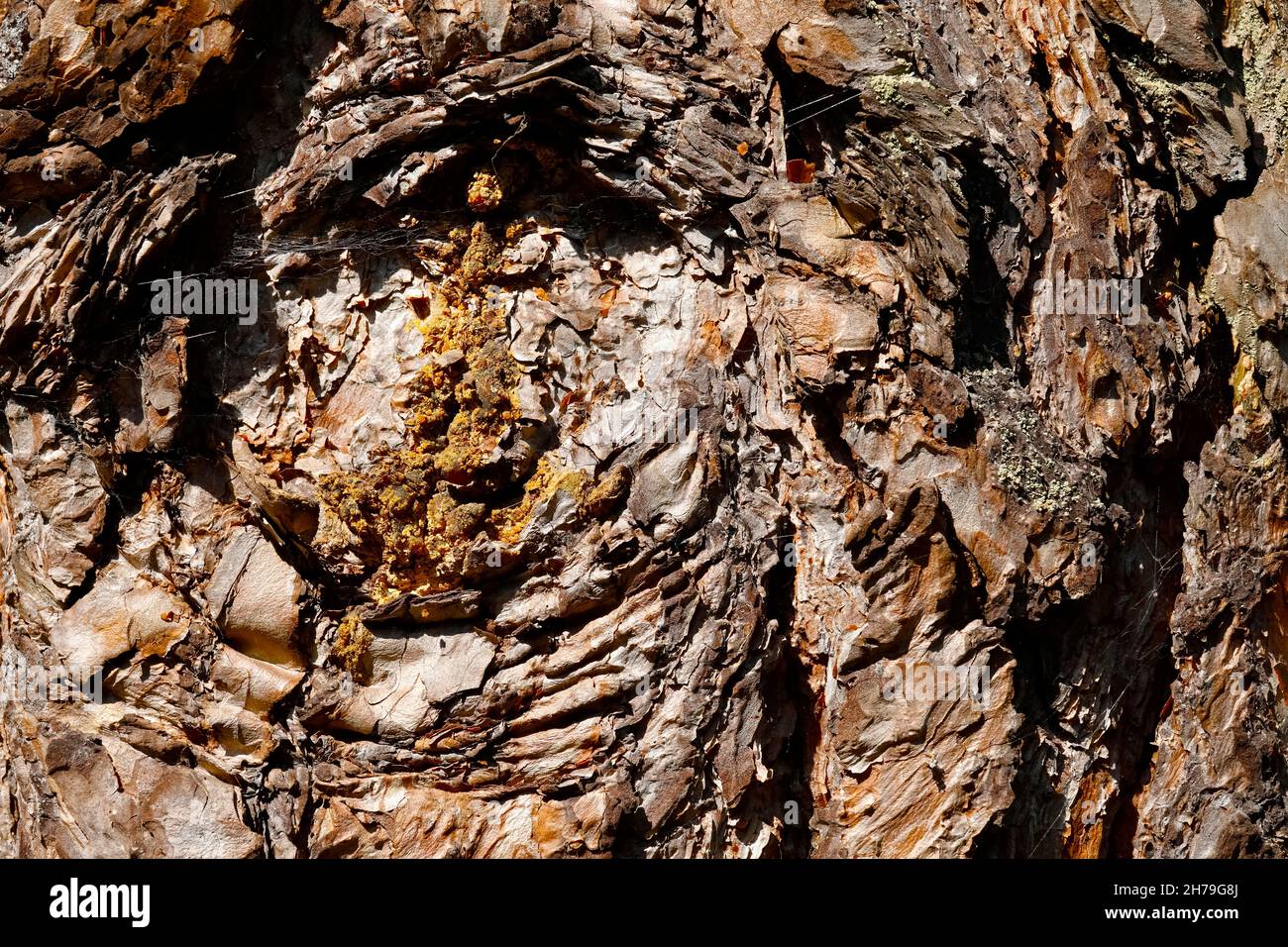 Une résine est visible sur le tronc de l'arbre à la place de la branche coupée.Cette écorce de pin montre que c'est un vieux arbre. Banque D'Images