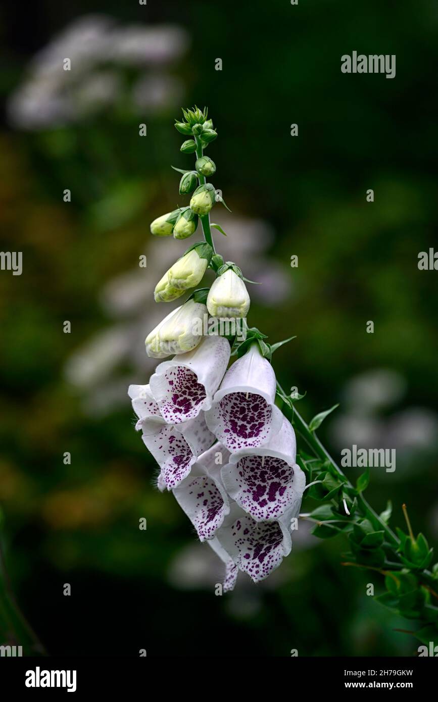 Digitalis purpurea dalmation blanc,foxgants,blanc, fleur,fleurs,floraison,bisannuelle,jardin,RM Floral Banque D'Images
