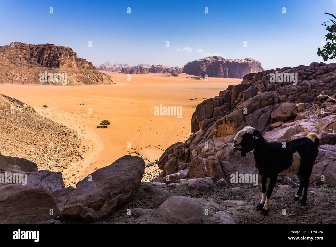 Chèvre au printemps de Lawrence dans le désert de Wadi Rum en Jordanie Banque D'Images