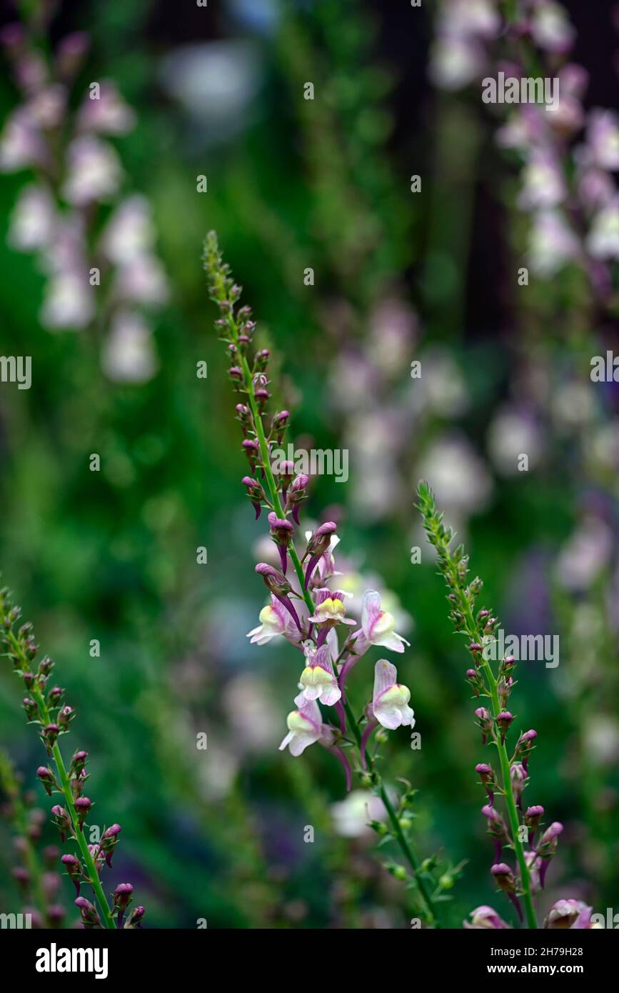 Peachy Linaria linaire,fleurs,pêche jaune,tiges à fleurs,spires,snapdragon,Floral RM Banque D'Images