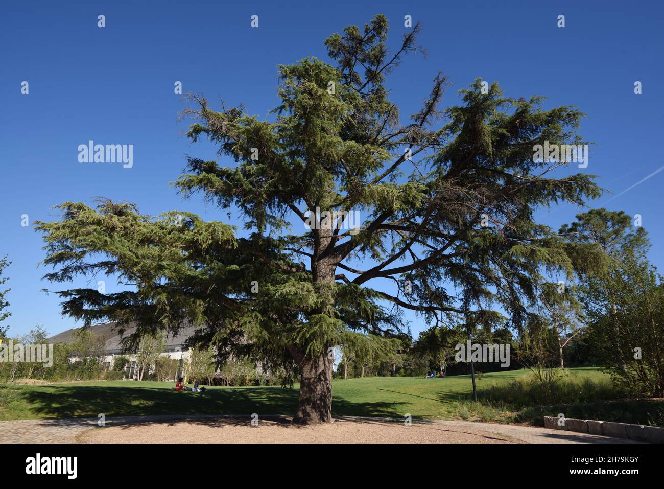 Atlas Cedar, Cedrus atlantica, culture dans le domaine de la Fondation Luma ou Jardins Arles Provence France Banque D'Images