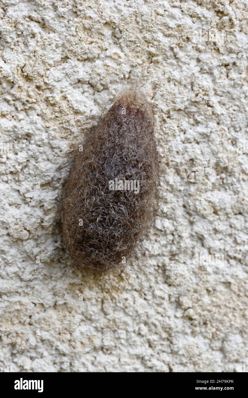 Cocon de papillon probablement de Saturnia pyri Moth géante de paon, Moth de grand paon, Moth de l'empereur géant ou Moth de l'empereur viennois sur le mur de la maison Banque D'Images