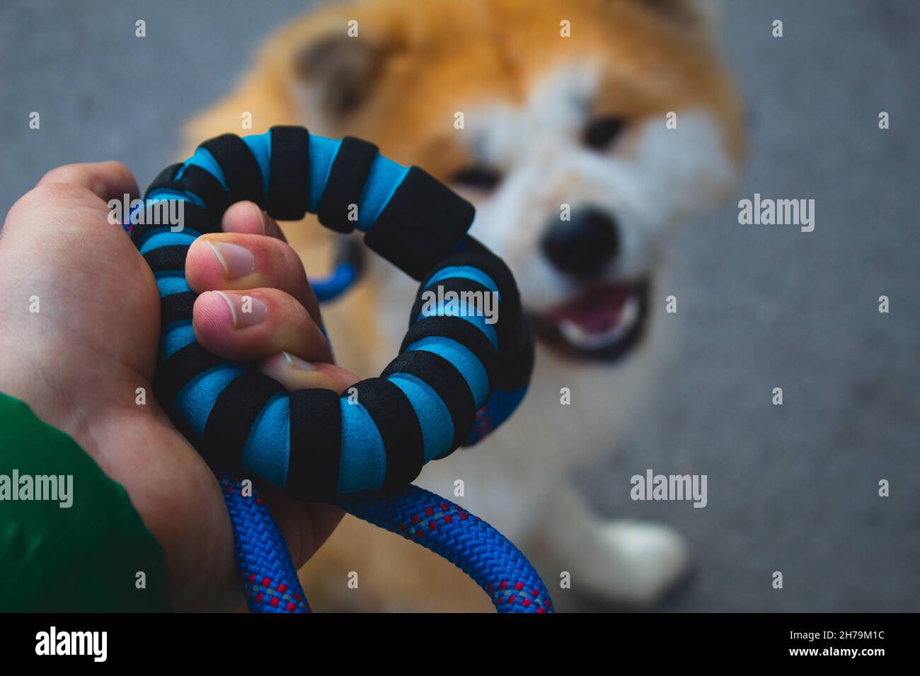 Homme tenant un chien sur une laisse bleue. Prendre un chien sur une promenade. Marche Banque D'Images
