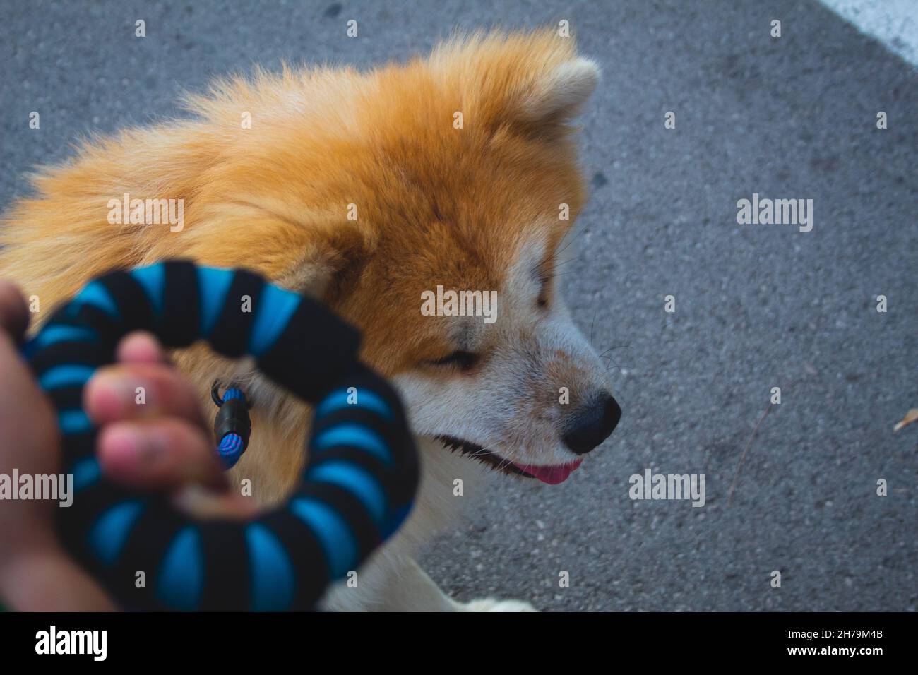 Homme tenant un chien sur une laisse bleue. Prendre un chien sur une promenade. Marche Banque D'Images