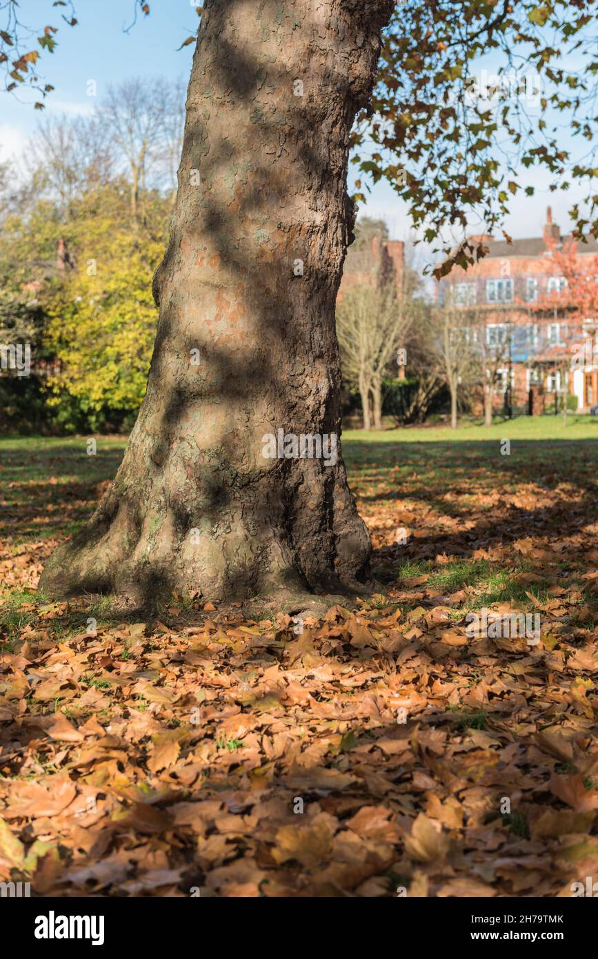 London plane Tree (Platanus sp.) Banque D'Images