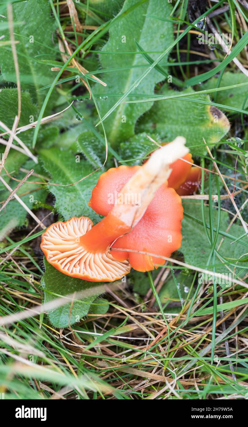 Champignon - Vermilion Waxcap (Hygrocybe miniata) Banque D'Images