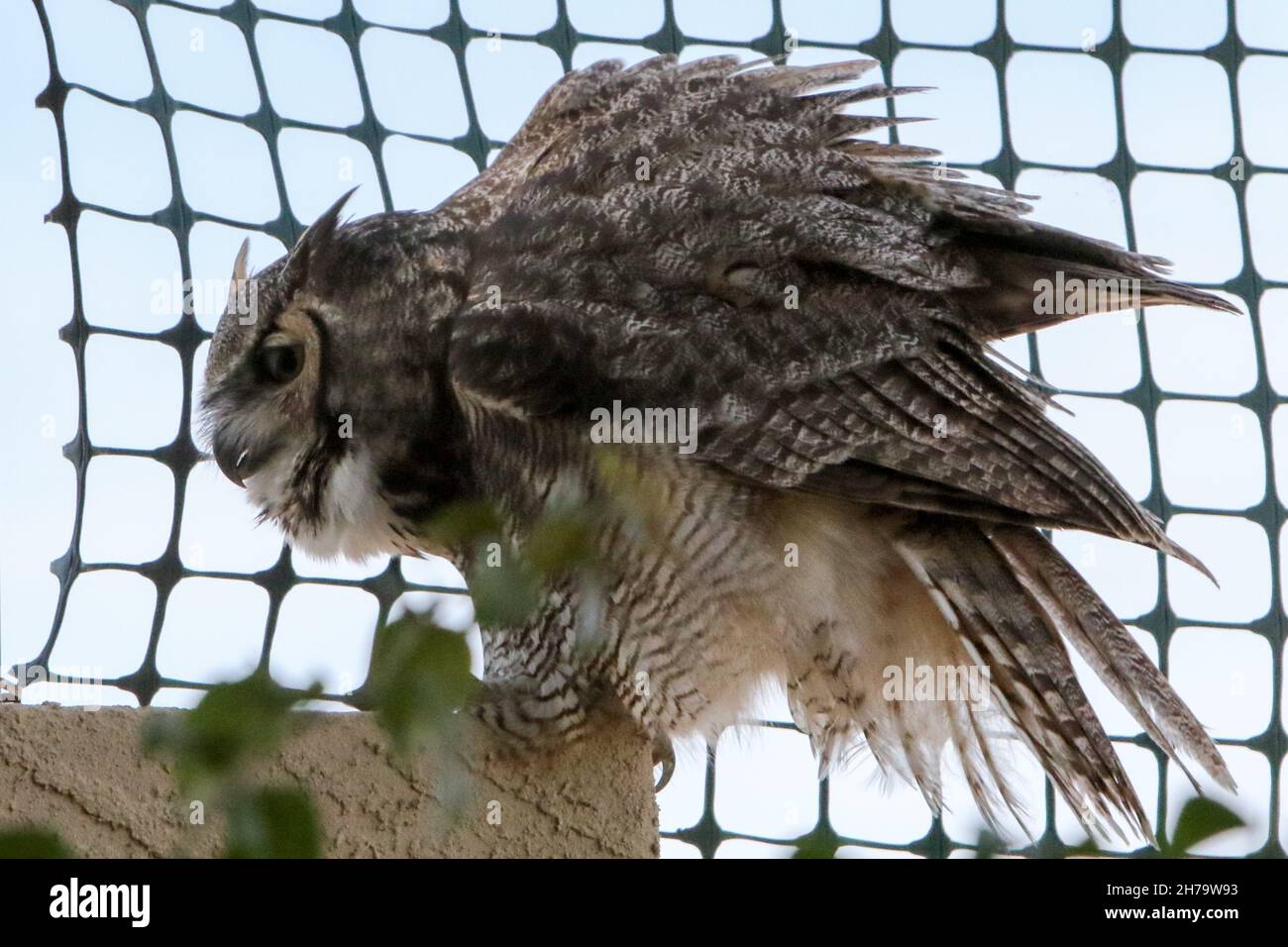 Grand hibou des cornes, Arizona Banque D'Images