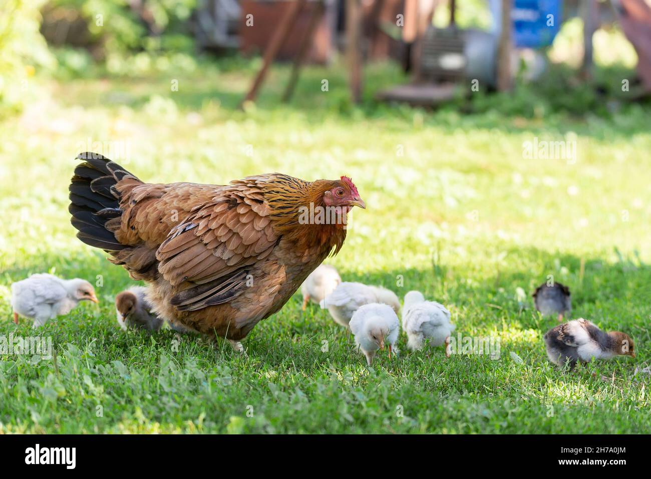 Mère poule avec des poulets dans une cour rurale.Poulets dans une herbe dans le village contre des photos de soleil.Gallus gallus domesticus.Ferme biologique de volaille.Sutai Banque D'Images