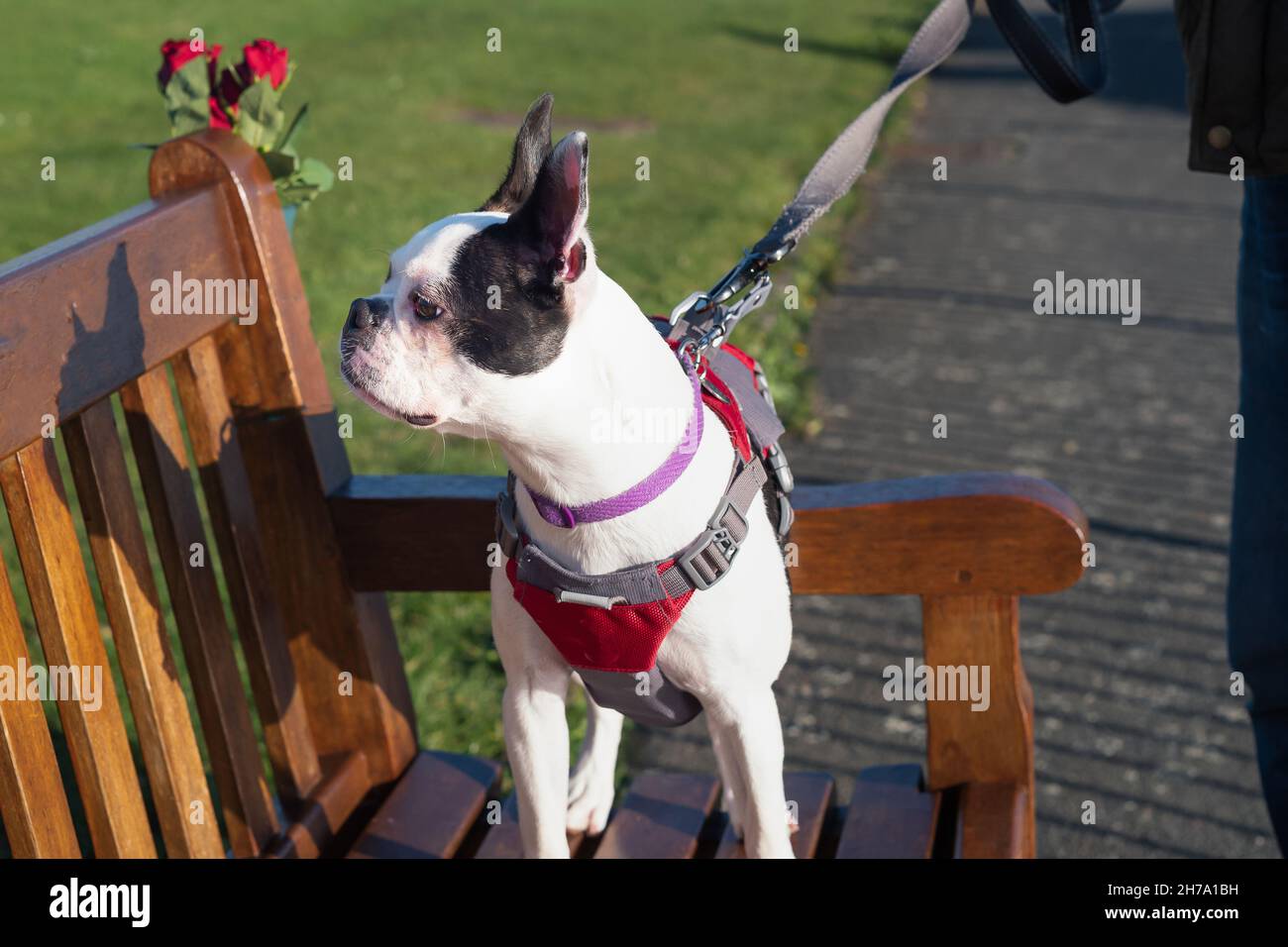 Visage blanc Boston Terrier chiot sur un banc de parc regardant loin de l'appareil photo avec son visage dans le profil.Elle porte un harnais et un câble. Banque D'Images