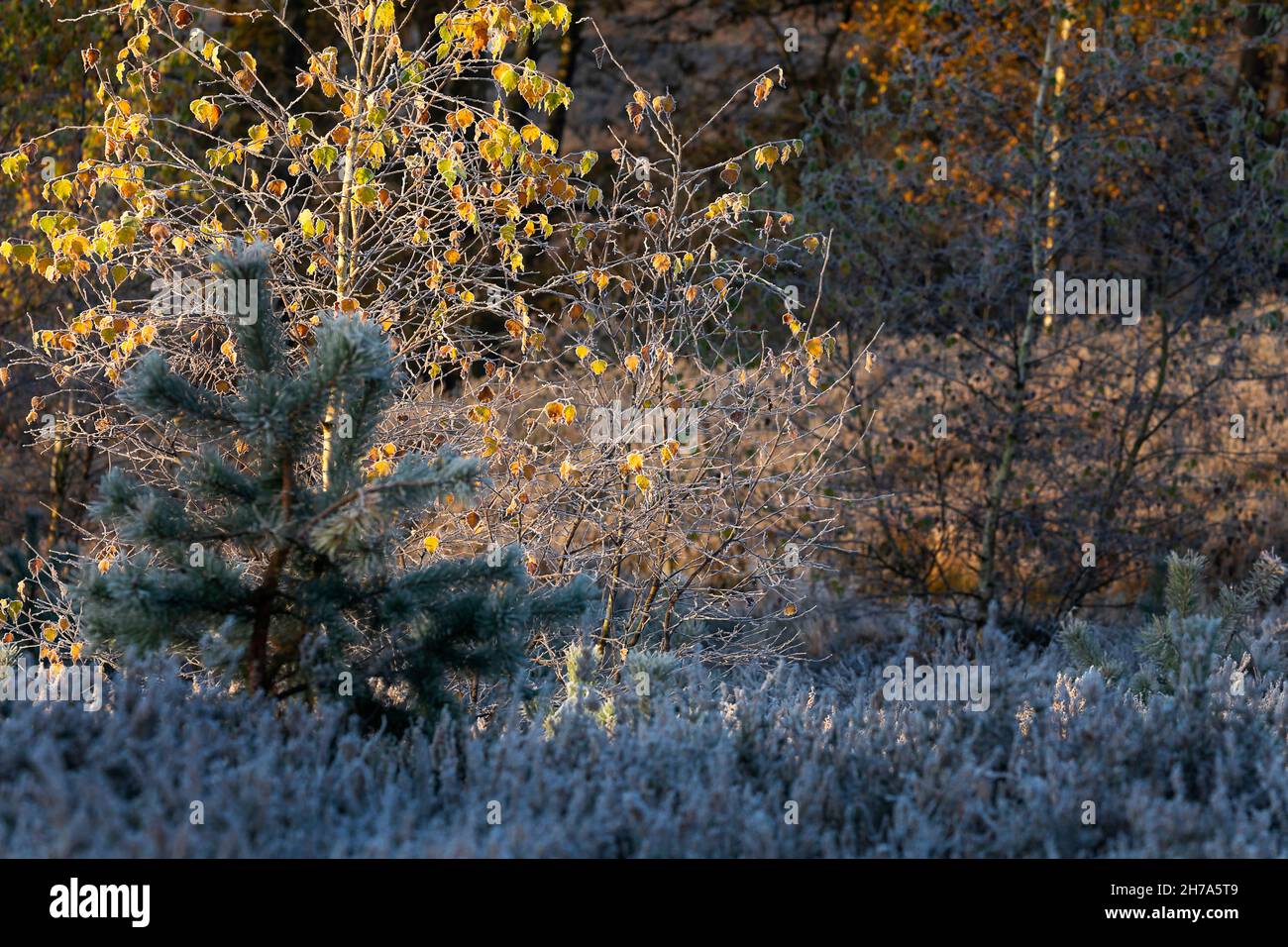 soleil entre les arbres le matin glacial en automne Banque D'Images