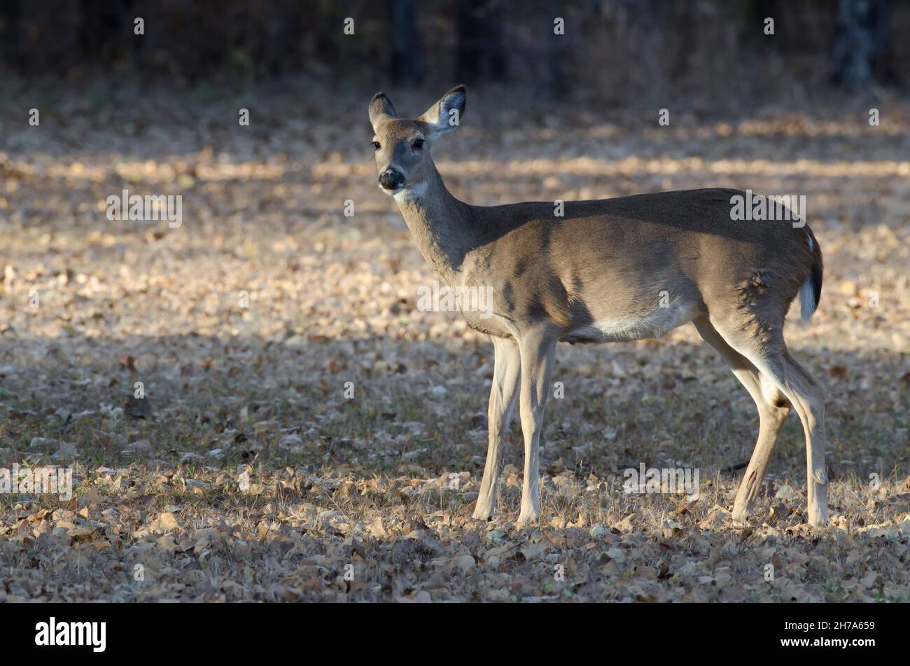 Le cerf de Virginie, l'Odocoileus virginianus, doe Banque D'Images