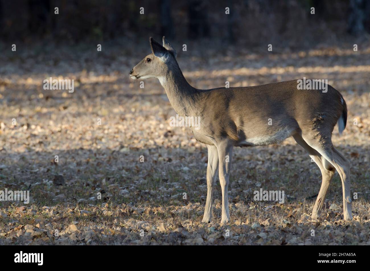 Le cerf de Virginie, l'Odocoileus virginianus, doe Banque D'Images