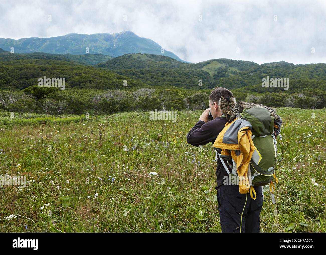 Un photographe voyage avec le chat Kurilian Bobtail.Excellente communication avec un chat inconnu. Banque D'Images