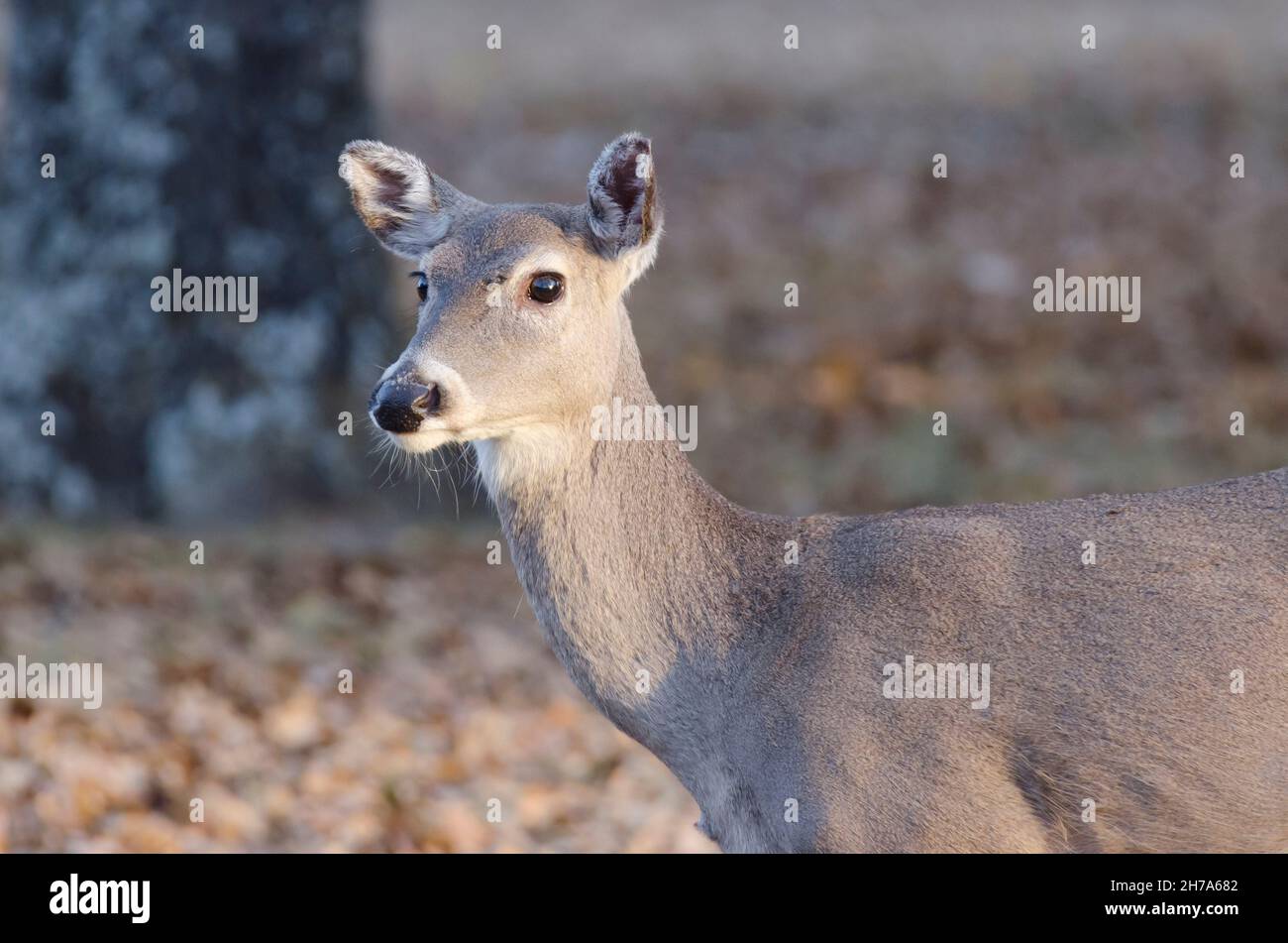 Le cerf de Virginie, l'Odocoileus virginianus, doe Banque D'Images