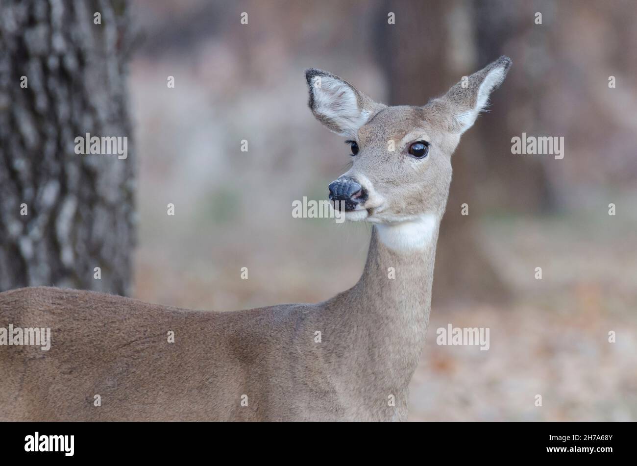 Le cerf de Virginie, l'Odocoileus virginianus, doe Banque D'Images