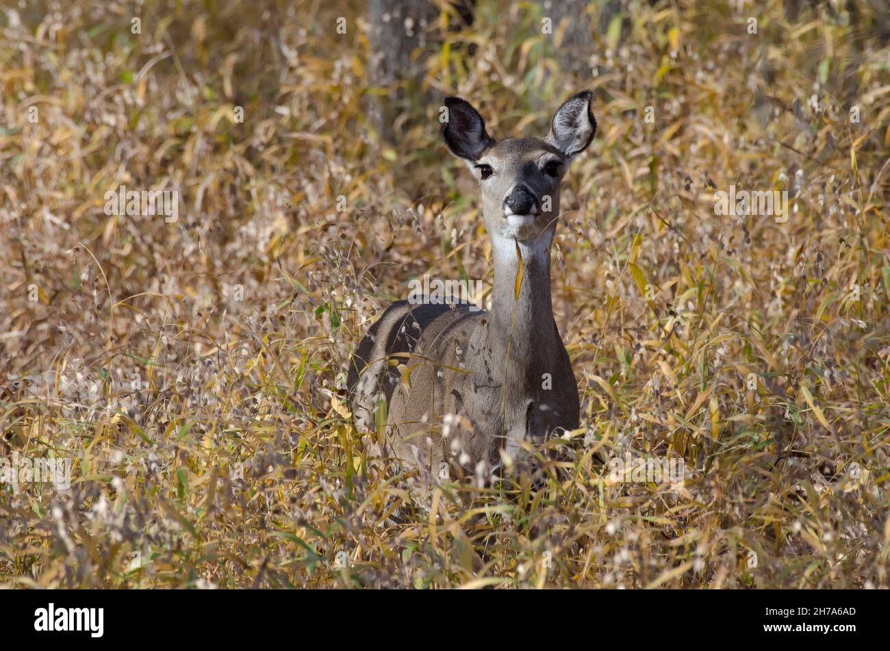 Le cerf de Virginie, l'Odocoileus virginianus, doe Banque D'Images