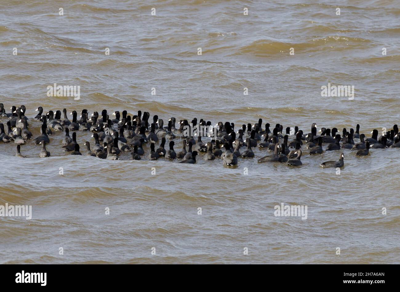 American Coots, Fulica americana, groupe sur l'eau dans le vent lourd et les vagues Banque D'Images