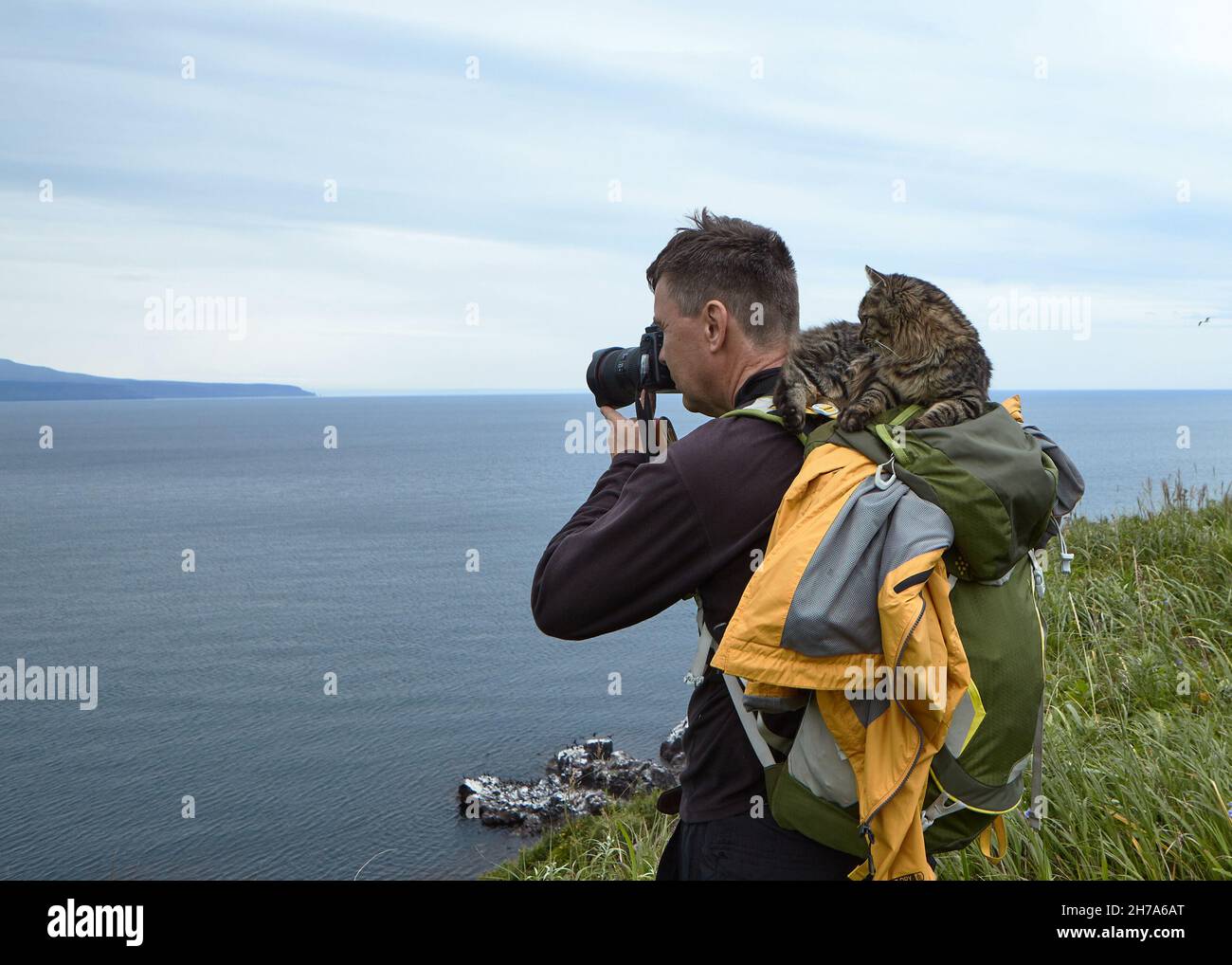 Un photographe voyage avec le chat Kurilian Bobtail.Excellente communication avec un chat inconnu. Banque D'Images