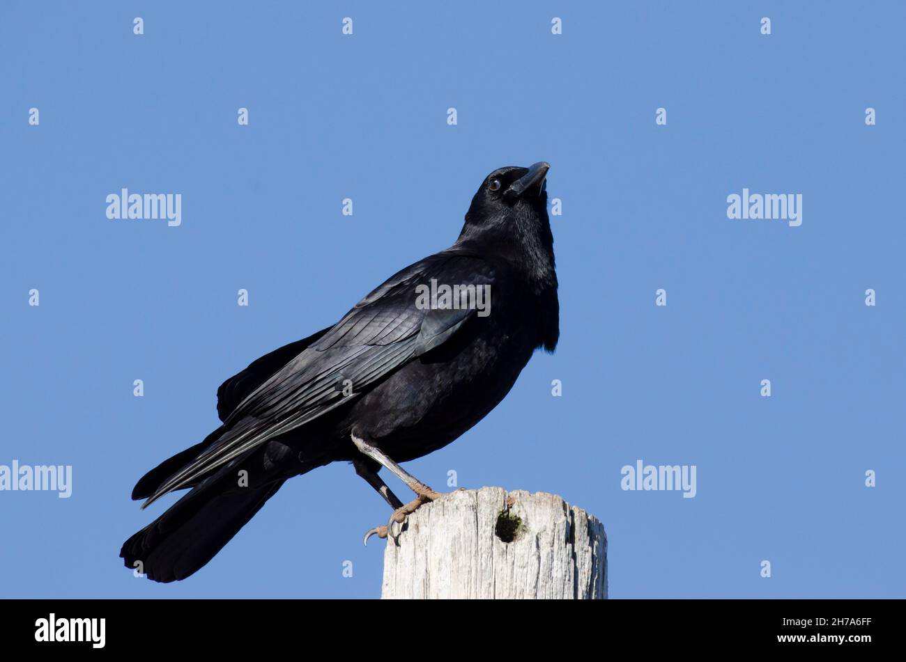 Corvus brachyrhynchos, Crow américain, perchée sur le poteau à côté du bord du lac Banque D'Images