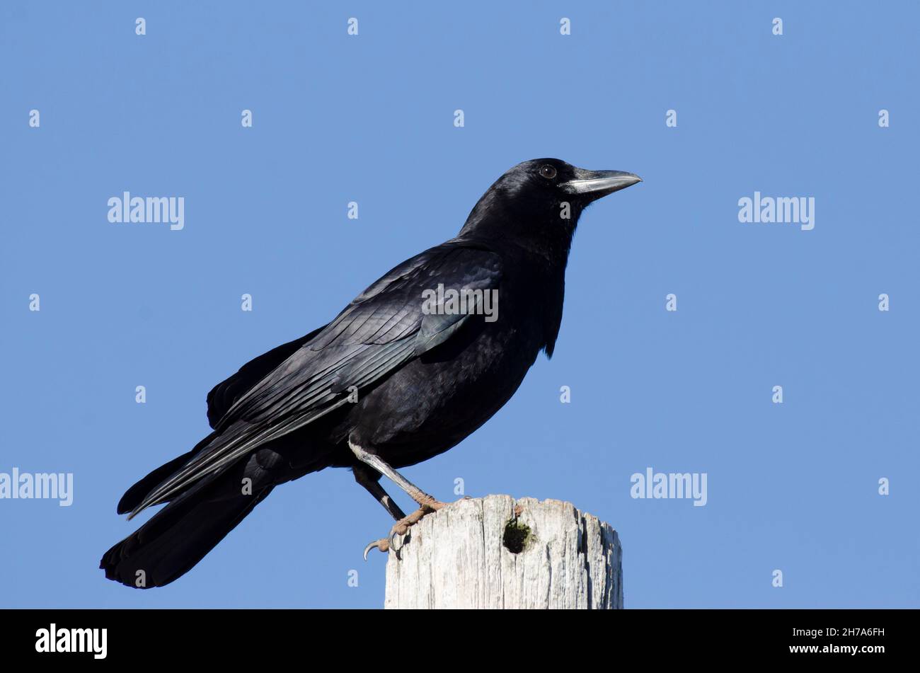 Corvus brachyrhynchos, Crow américain, perchée sur le poteau à côté du bord du lac Banque D'Images