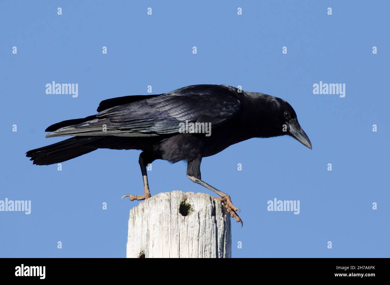 Corvus brachyrhynchos, Crow américain, perchée sur le poteau à côté du bord du lac Banque D'Images