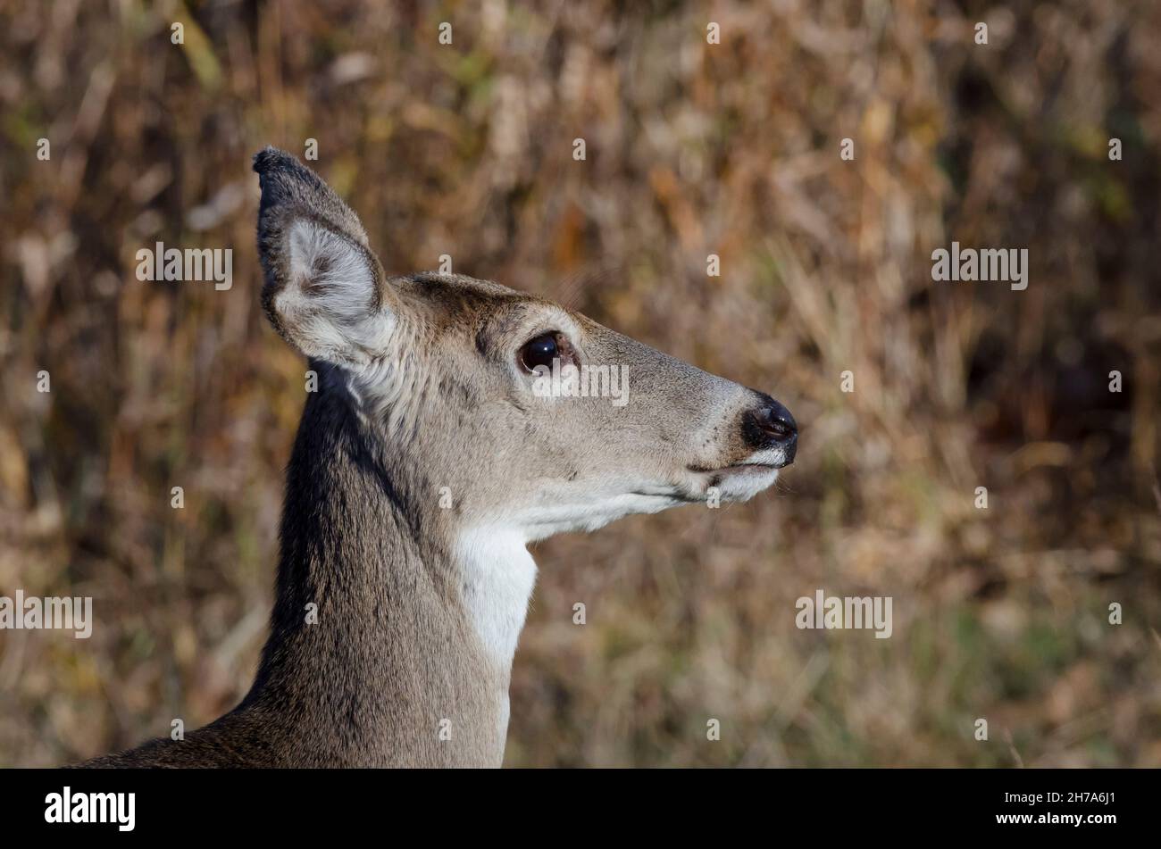 Le cerf de Virginie, l'Odocoileus virginianus, doe Banque D'Images