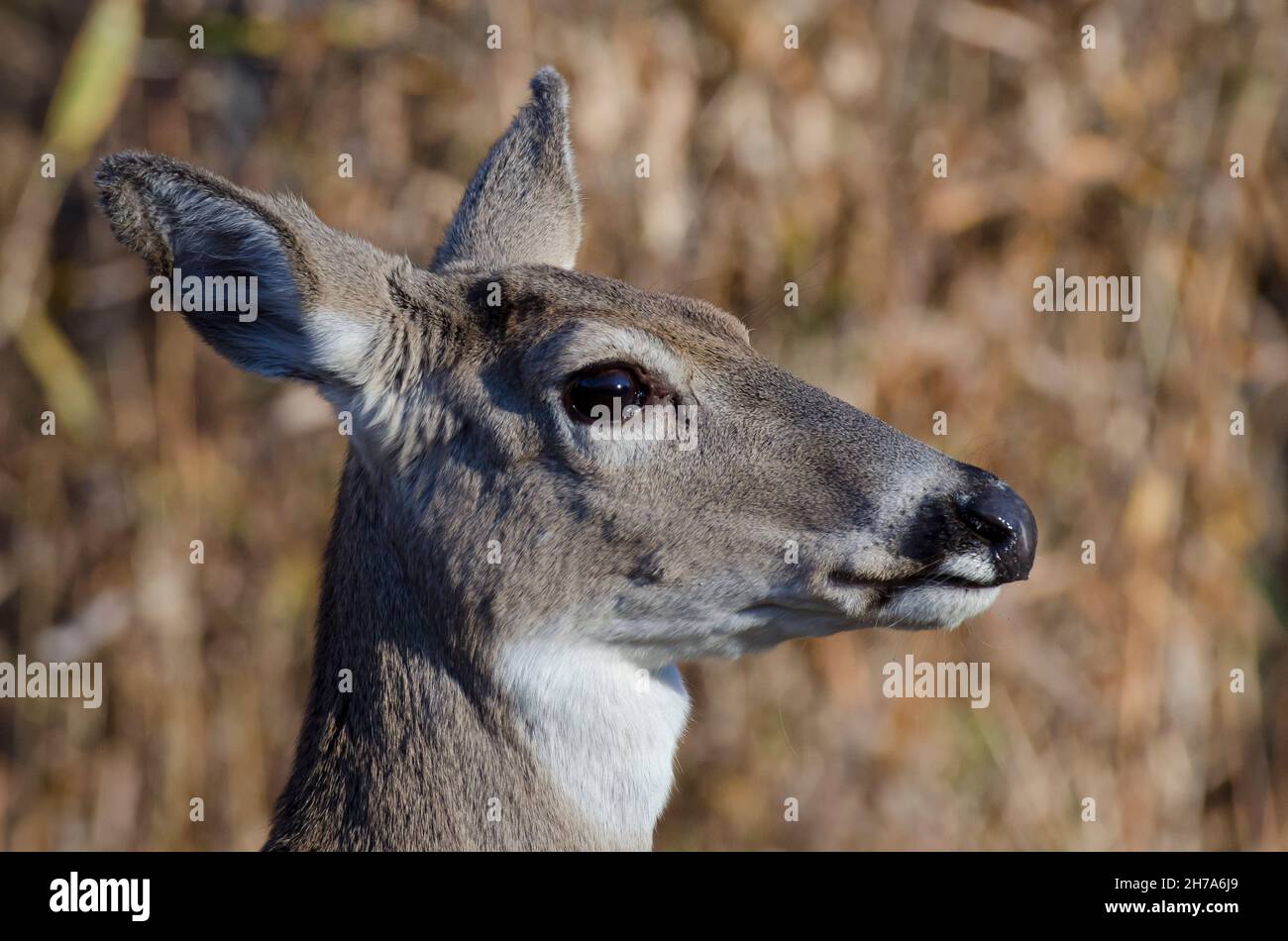 Le cerf de Virginie, l'Odocoileus virginianus, doe Banque D'Images