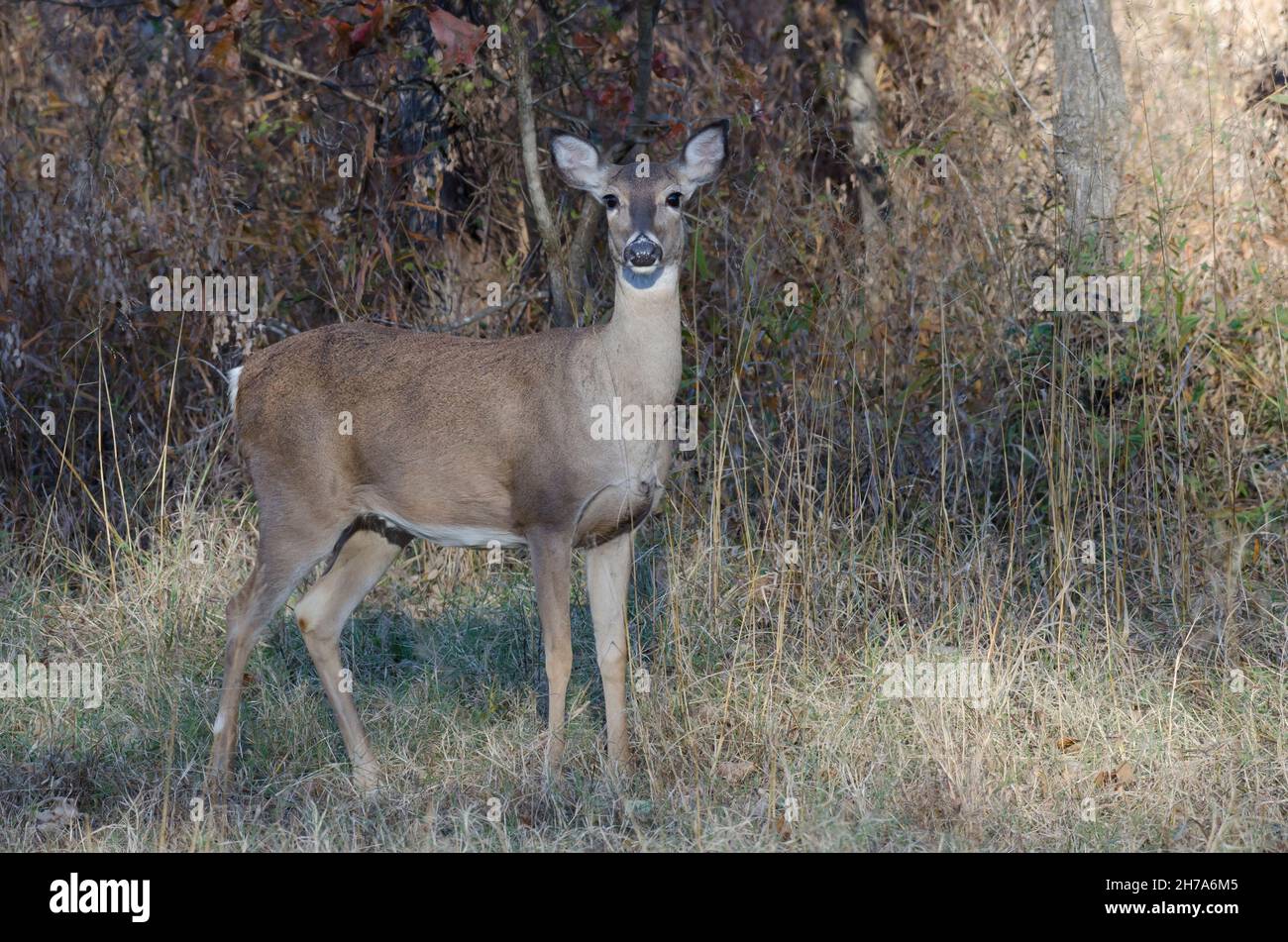 Le cerf de Virginie, l'Odocoileus virginianus, doe Banque D'Images