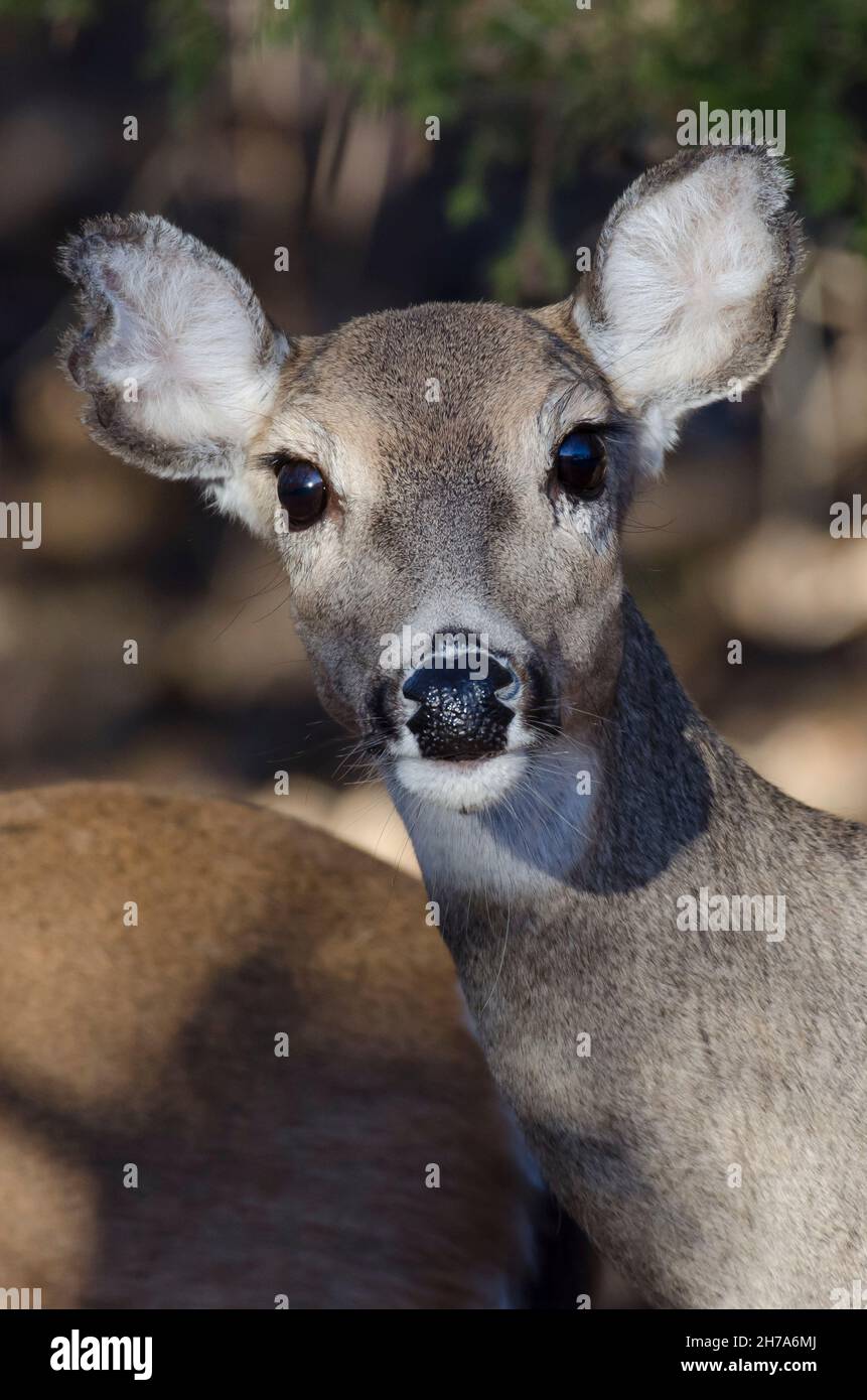 Le cerf de Virginie, l'Odocoileus virginianus, doe Banque D'Images