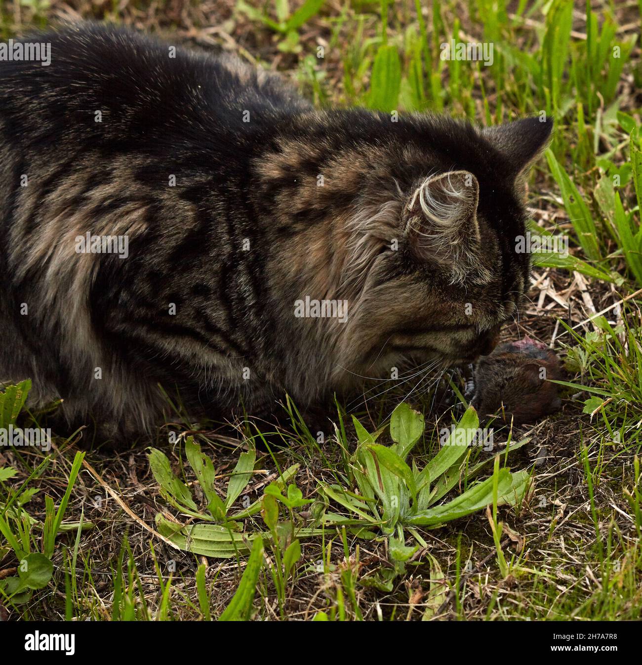 Le Bobtail Kurilien est une race naturelle de chats qui retracent ses origines aux îles Kuriles russes. Banque D'Images