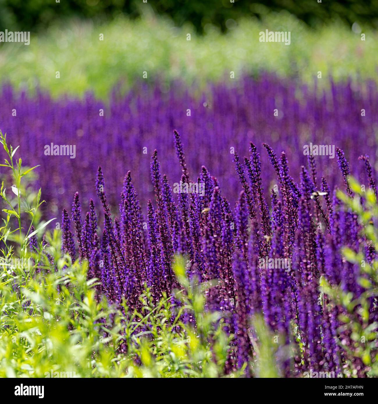 Exposition de la vivace Salvia nemorosa 'Caradonna' dans un jardin en été Banque D'Images