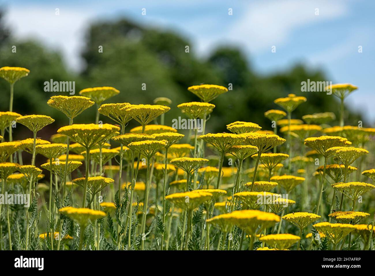 Exposition massée de «toile d'or» Achillea filipendulina dans un jardin en été Banque D'Images