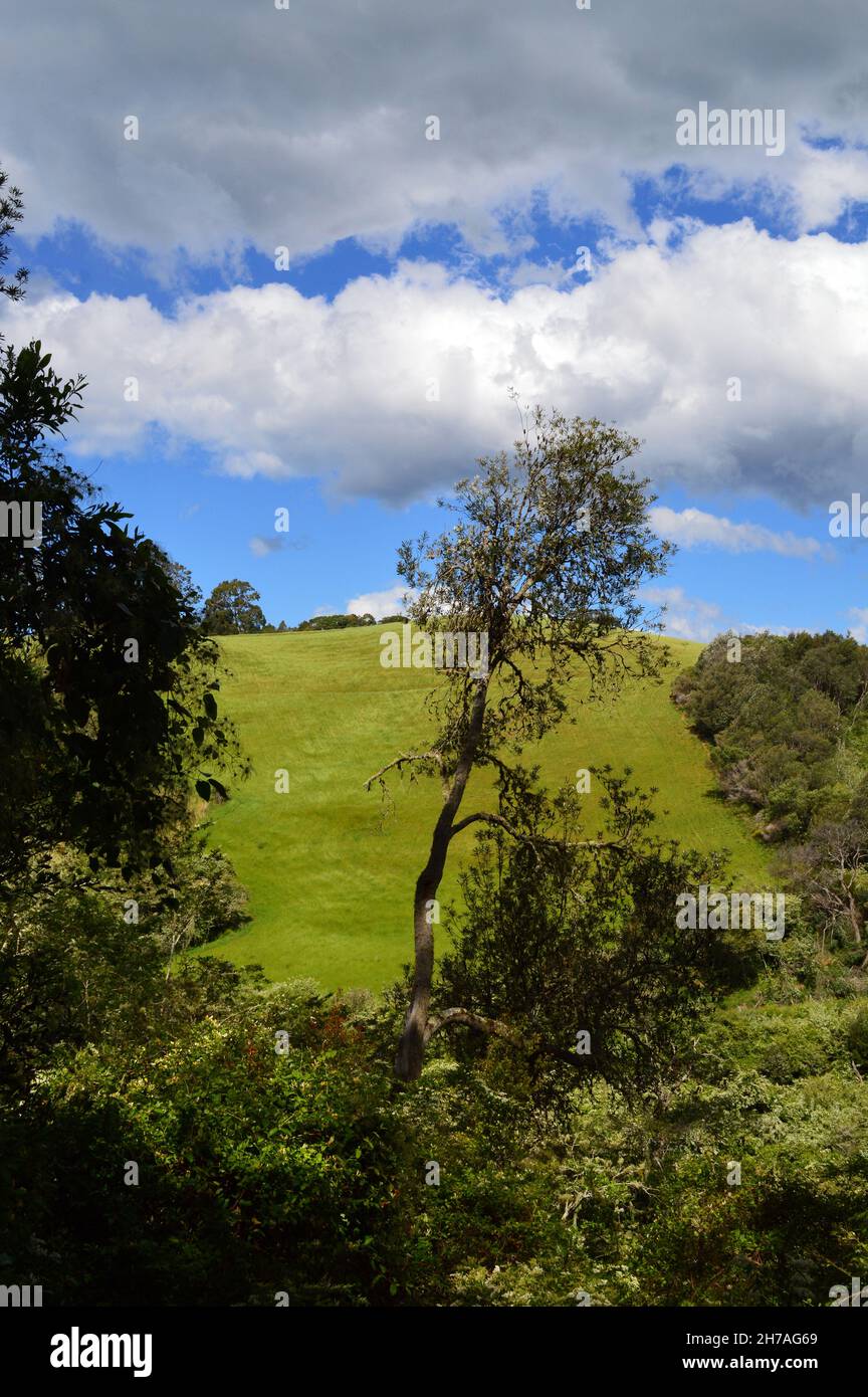 Un champ près des chutes de Dangar près de Dorrigo, Nouvelle-Galles du Sud Banque D'Images