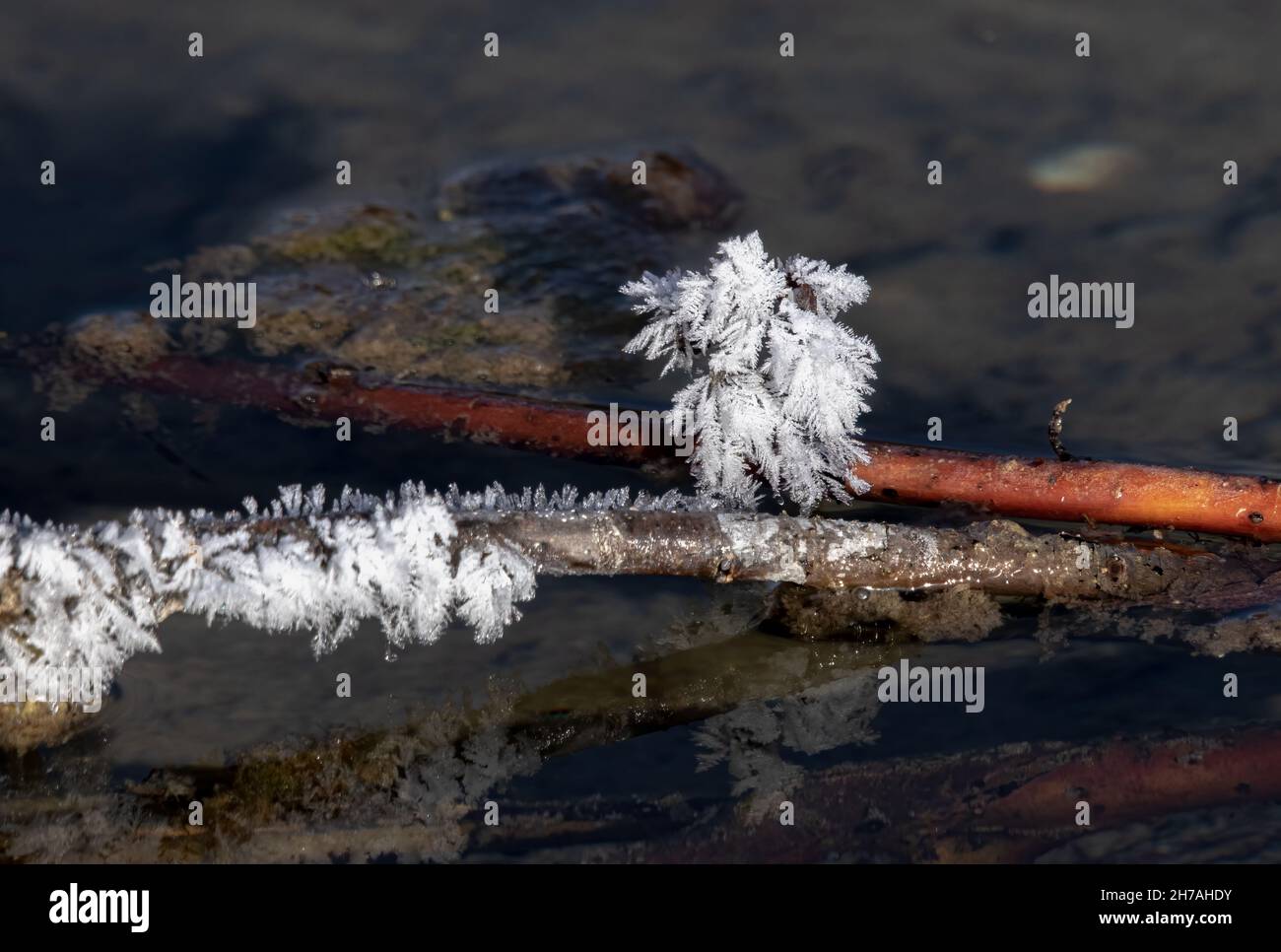 Cristal de glace sur une branche dans une rivière du Montana Banque D'Images