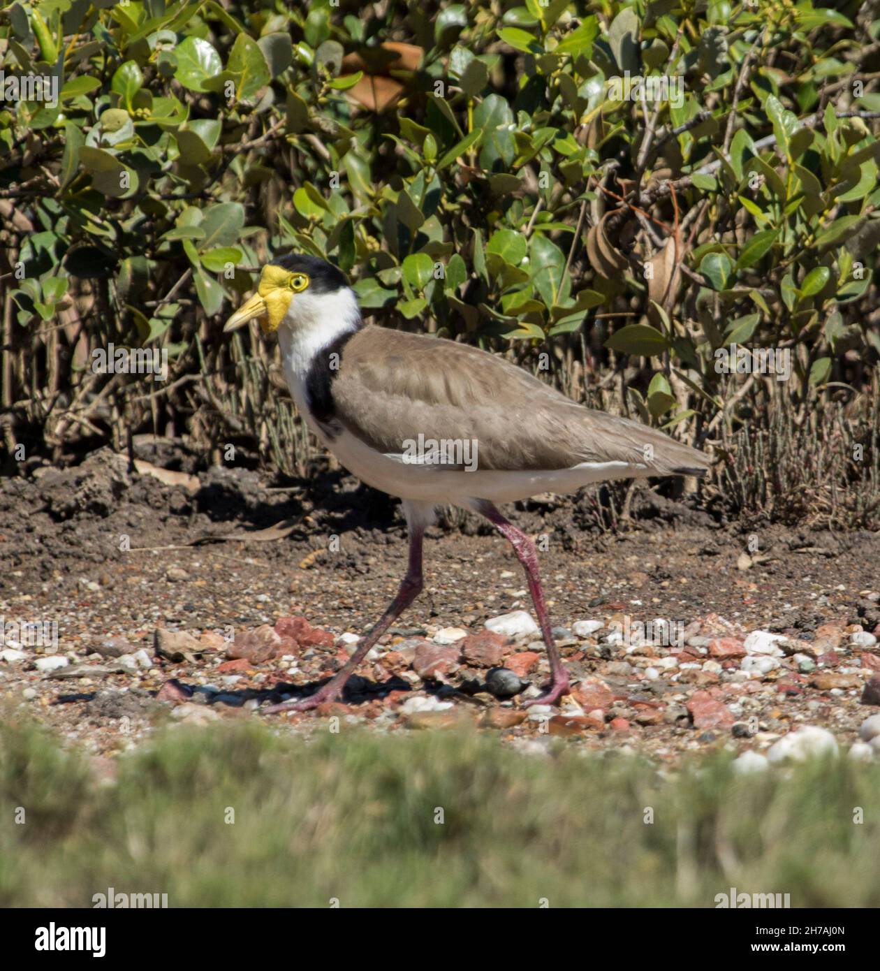 Lapwing masqué / Pluvier, Vanellus Miles, se promener dans les terres humides côtières en Australie Banque D'Images