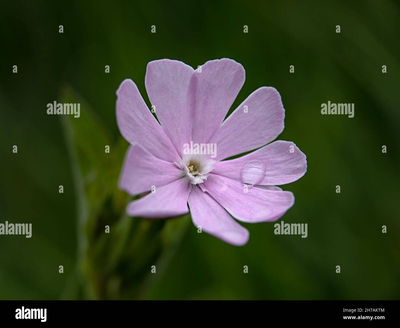 Gros plan de la fleur du Campion rouge, Silene dioica, au printemps sur fond vert Banque D'Images