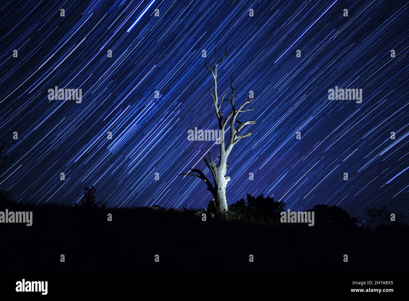 Sentier étoilé sur l'arbre illuminé mort Banque D'Images