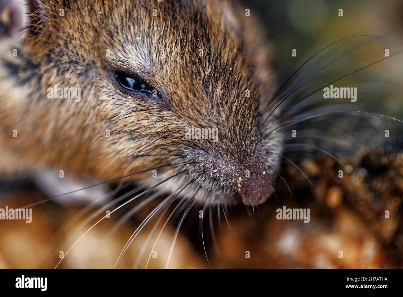 Souris de champ (Apodemus sylvaticus), également souris en bois: Gros plan de la tête avec des whiskers, et nez / museau, photographié dans un jardin à Surrey, se Angleterre Banque D'Images