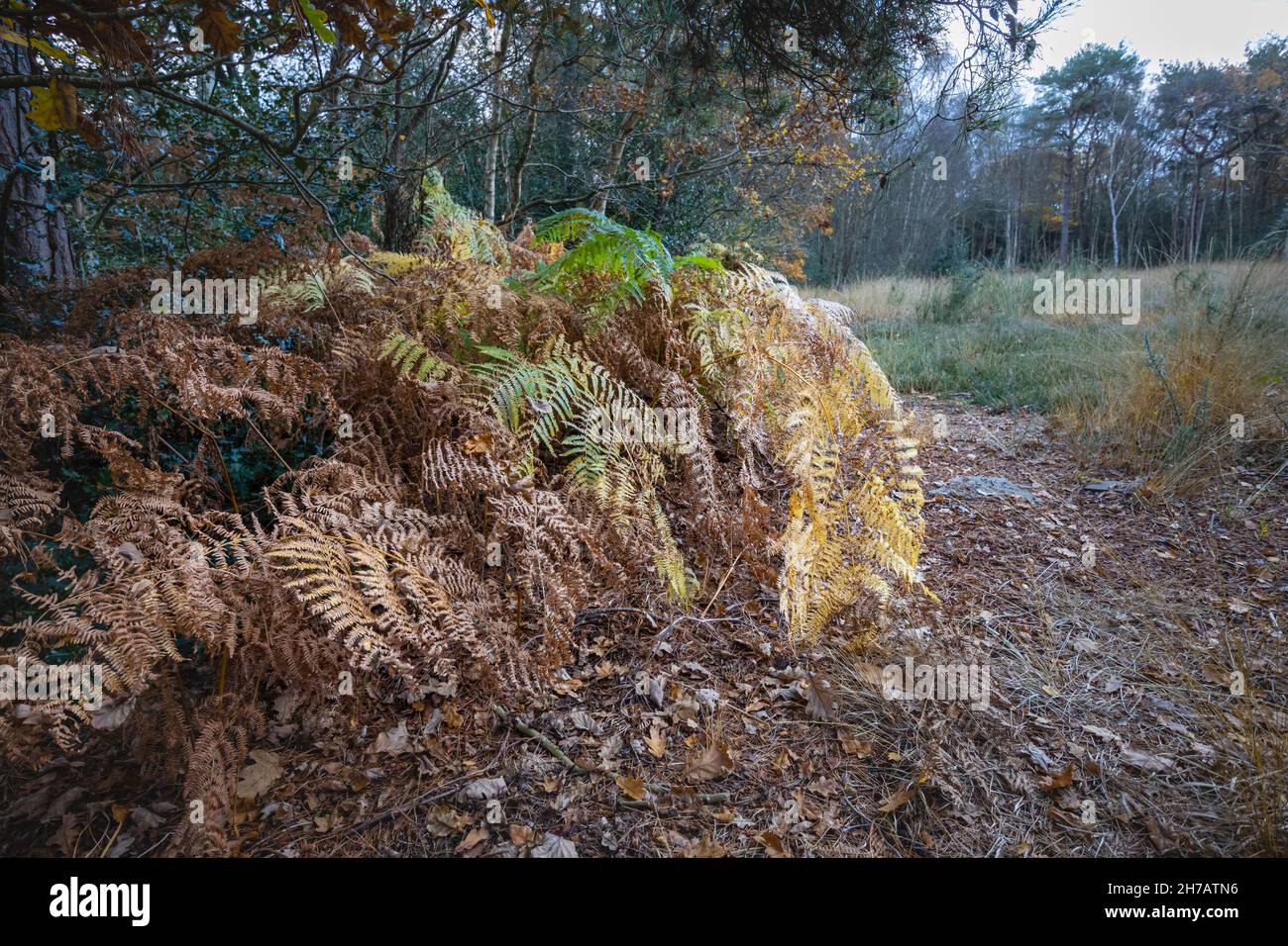 Fougères brunes et frondes saumâtres mourant de nouveau à la fin de l'automne au début de l'hiver dans les bois sur Smart's Heath Common.Woking, Surrey, sud-est de l'Angleterre Banque D'Images