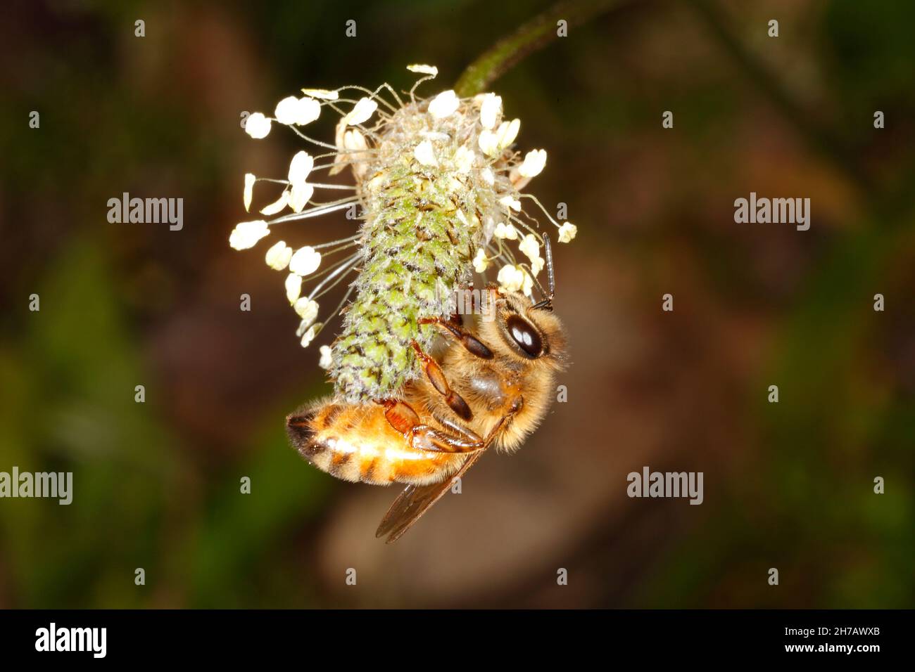 Abeille, API mellifera.Abeille ouvrière collectant le pollen de la fleur de Plantago lanceolata.Coffs Harbour, Nouvelle-Galles du Sud, Australie Banque D'Images