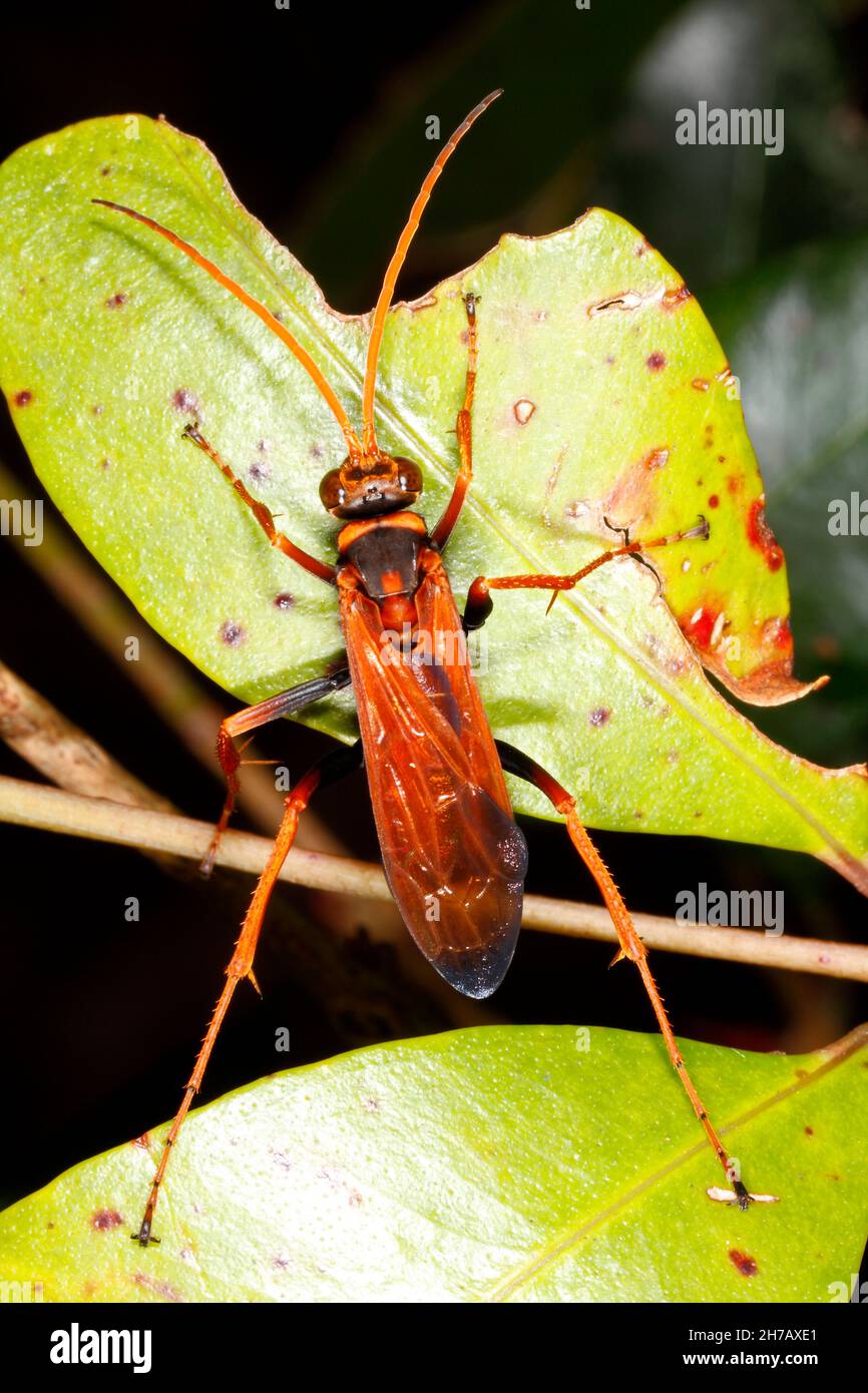 Guêpe araignée orange, Priocnemis bicolor ou Cryptocheilus bicolor.Une guêpe originaire d'Australie.Coffs Harbour, Nouvelle-Galles du Sud, Australie Banque D'Images