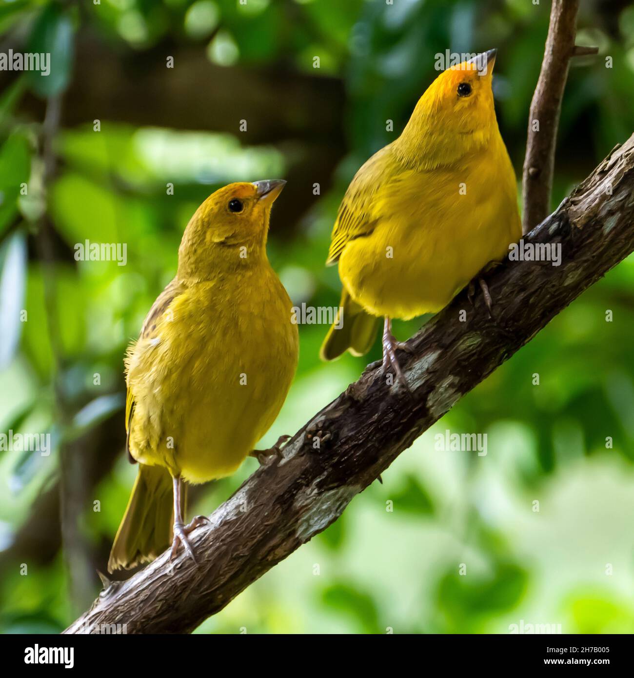 Canari atlantique, un petit oiseau sauvage brésilien. Le Crithagra flaviventris jaune canari est un petit oiseau de passereau de la famille finch. Banque D'Images