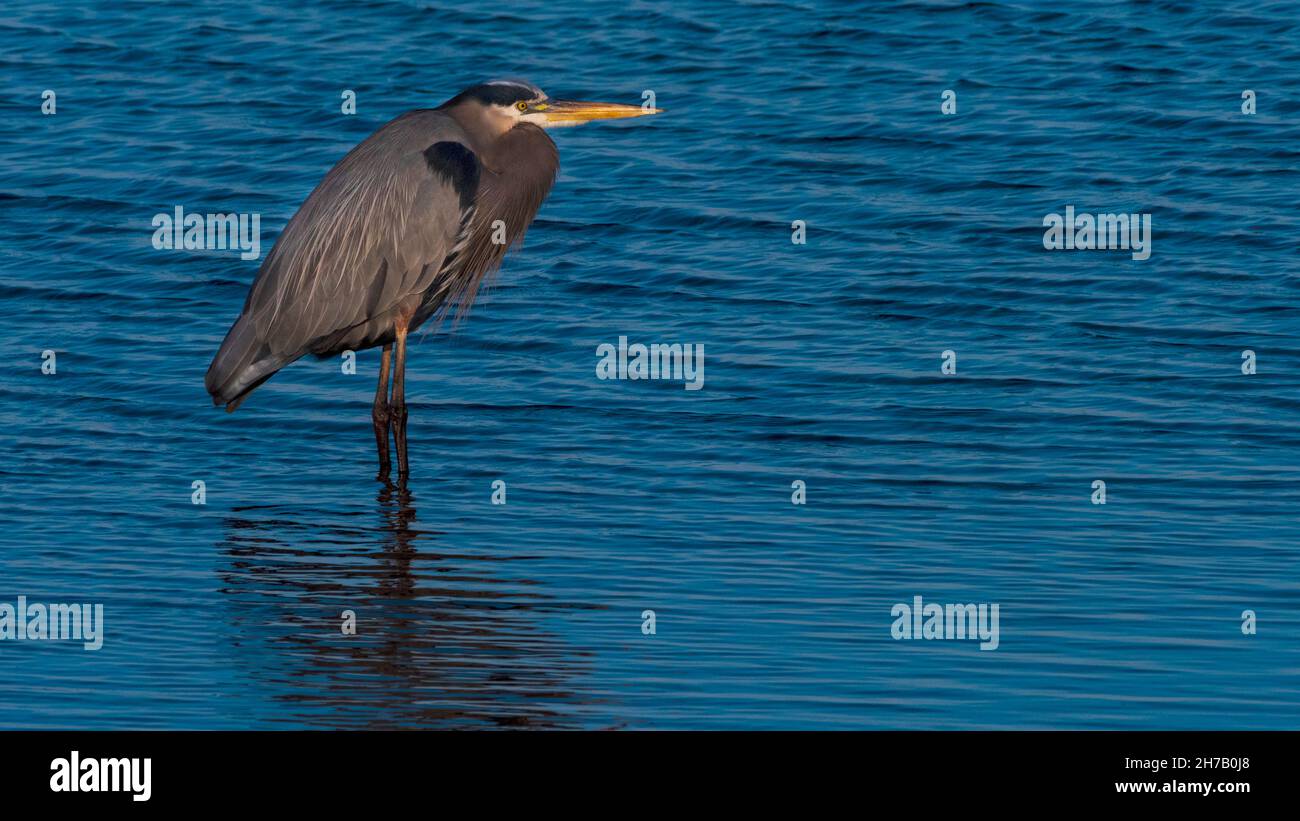 Un grand héron bleu se dresse le long de la rive de Mobile Bay dans le parc Bayfront à Daphne, Alabama. Banque D'Images