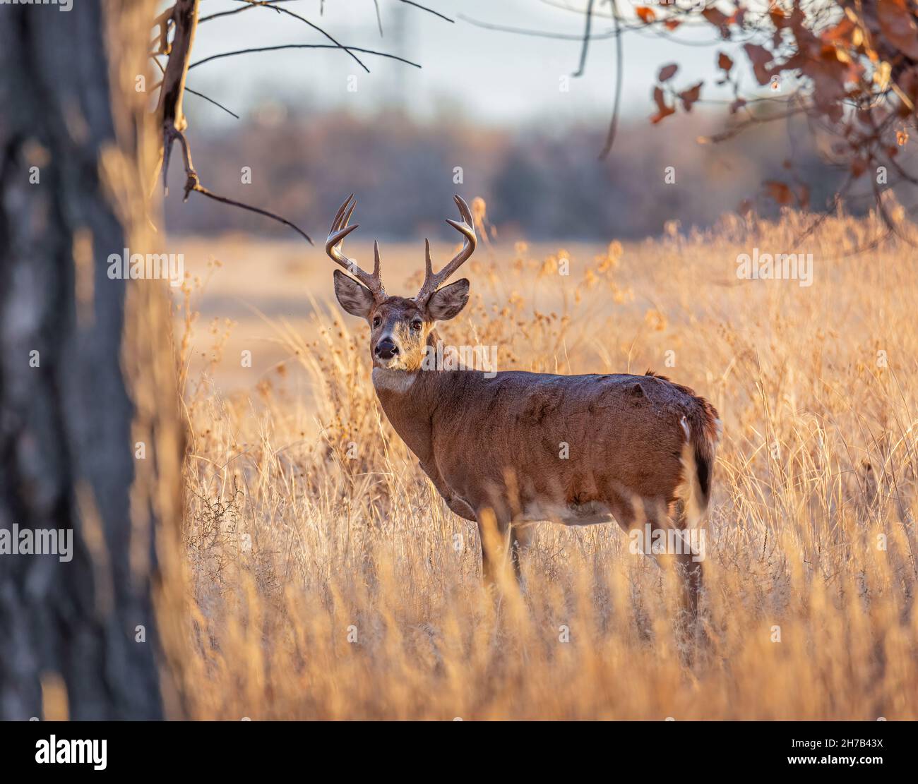 Cerf de Virginie mâle (buck) debout à flanc large dans le champ d'herbe à Rocky Mountain Arsenal National Wildlife refuge Colorado, États-Unis Banque D'Images