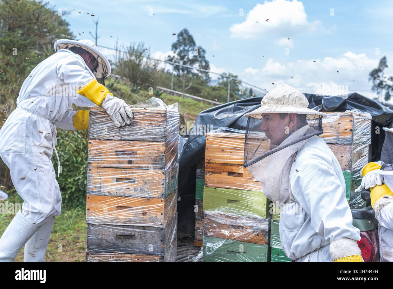 Deux apiculteurs placent des nids d'abeilles dans un camion pour les transporter Banque D'Images