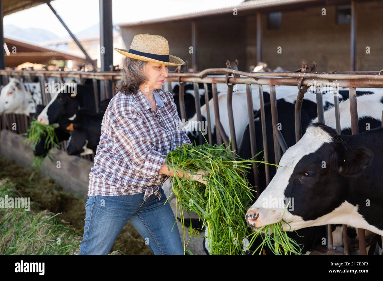 Agricultrice adulte travaillant dans une ferme laitière, nourrissant des vaches Banque D'Images Agricultrice adulte travaillant dans une ferme laitière, nourrissant des vaches Banque D'Images